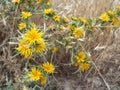 Thistles with yellow flowers