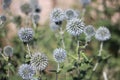 Thistly echinops plant in summer Royalty Free Stock Photo