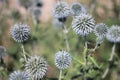 Thistly echinops plant in summer Royalty Free Stock Photo