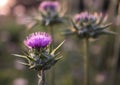 Thistly garden in summer time. Royalty Free Stock Photo