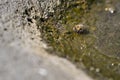 Thisty honeybee drinking water in a stone bowl or mini pond