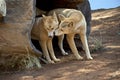 Two golden dingos Royalty Free Stock Photo