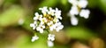 Thlaspi arvense, field pennycress