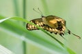 Thoas Swallowtail Butterfly