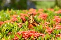 Thoas swallowtail butterfly on red ixora flowers field Royalty Free Stock Photo