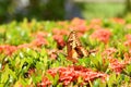 Thoas swallowtail butterfly on red ixora flowers field Royalty Free Stock Photo