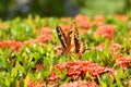 Thoas swallowtail butterfly on red ixora flowers field Royalty Free Stock Photo