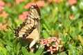 Thoas swallowtail butterfly on red ixora flowers field Royalty Free Stock Photo