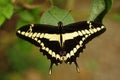 A Thoas Swallowtail butterfly rests on a leaf.