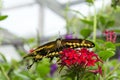 Thoas Swallowtail or King Swallowtail (Papilio thoas)