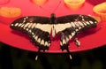 Thoas swallowtail