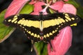 Thoas swallowtail, papilio thoas