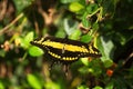 Thoas Swallowtail, Papillio thoas, butterfly on a green leaf Royalty Free Stock Photo