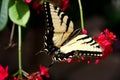 Thoas swallowtail on red flower