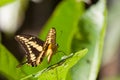 Thoas swallowtail in the wild in rainforest.