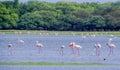Flock of Flamingos at Thol lake Royalty Free Stock Photo