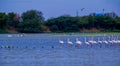 Flock of Flamingos at Thol lake Royalty Free Stock Photo