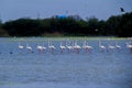 Flock of Flamingos at Thol lake Royalty Free Stock Photo