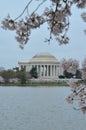 Thomas Jefferson Memorial Through Cherry Blossom Branches Royalty Free Stock Photo