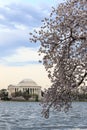 Thomas Jefferson Memorial during Cherry Blossom Festival in spring - Washington DC, United States