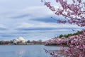 Thomas Jefferson Memorial during Cherry Blossom Festival at the tidal basin, Washington DC Royalty Free Stock Photo