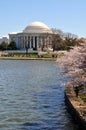 Thomas Jefferson Memorial during the Cherry Blossom Festival Royalty Free Stock Photo