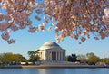 Thomas Jefferson Memorial at dawn during cherry blossom festival. Royalty Free Stock Photo