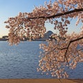 Thomas Jefferson Memorial at dawn during cherry blossom festival. Royalty Free Stock Photo