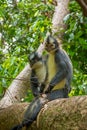 A Thomas Langur, Leaf Monkey, feeding in a tree in Bukit Lawang, Indonesia