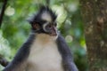 Thomas Langur looking away (Sumatra, Indonesia) Royalty Free Stock Photo