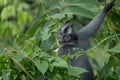 Thomas` langur Presbytis thomasi, also known as the Thomas Leaf Monkey, in Gunung Leuser National Park, Sumatra, Indonesia Royalty Free Stock Photo