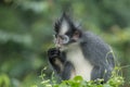 Thomas` langur Presbytis thomasi, also known as the Thomas Leaf Monkey, in Gunung Leuser National Park, Sumatra, Indonesia