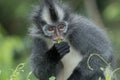 Thomas` langur Presbytis thomasi, also known as the Thomas Leaf Monkey, in Gunung Leuser National Park, Sumatra, Indonesia Royalty Free Stock Photo