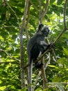 One Thomas\' langur, Presbytis thomasi, sits on a tree in Gunung Leuser National Park Sumatra, Indonesia Royalty Free Stock Photo