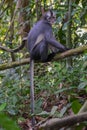 Thomas Langur sits on a branch high above the ground and its tail hanging below it (Sumatra, Indonesia) Royalty Free Stock Photo