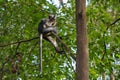 Thomas Langur sits high on a tree (Sumatra, Indonesia)
