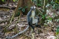 Thomas Langur sits sideways on a snag among the purple leaves, a