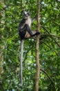 Thomas Langur sits on a tree (Sumatra, Indonesia)