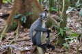 Thomas Langur sitting half-turned to driftwood among burgundy le Royalty Free Stock Photo