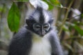 Thomas leaf monkey also known as Thomas Langur or Presbytis thomasi Royalty Free Stock Photo