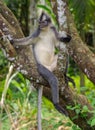 Thomas leaf monkey chilling in a tree, Sumatra