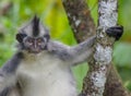 Thomas leaf monkey chilling in a tree, Sumatra