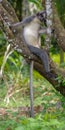 Thomas leaf monkey chilling in a tree, Sumatra