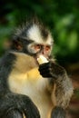 Thomas leaf monkey eating banana, Gunung Leuser National Park, B Royalty Free Stock Photo