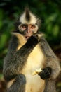 Thomas leaf monkey eating banana, Gunung Leuser National Park, B Royalty Free Stock Photo