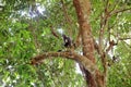 Thomas Leaf monkey in the Gunung Leuser national park, Sumatra, Indonesia Royalty Free Stock Photo