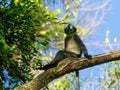 Thomas Leaf Monkey Presbytis thomasi sitting casually in tree Sumatra, Indonesia Royalty Free Stock Photo