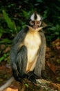 Thomas leaf monkey sitting on the ground in Gunung Leuser Nation