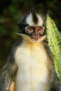 Thomas leaf monkey sitting on the ground in Gunung Leuser Nation Royalty Free Stock Photo