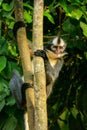 Thomas leaf monkey Presbytis thomasi sitting in a tree in Gunu Royalty Free Stock Photo